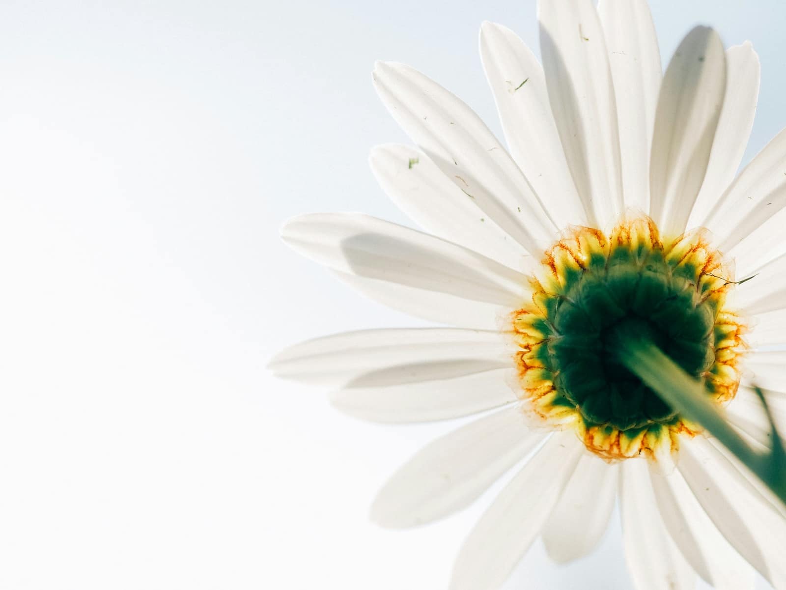 Natural flowers and herbal medicine