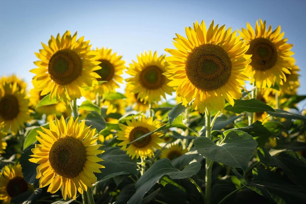 Embracing the Sun: The Health Benefits of Sunlight and Natural Alternatives for Cloudy Days