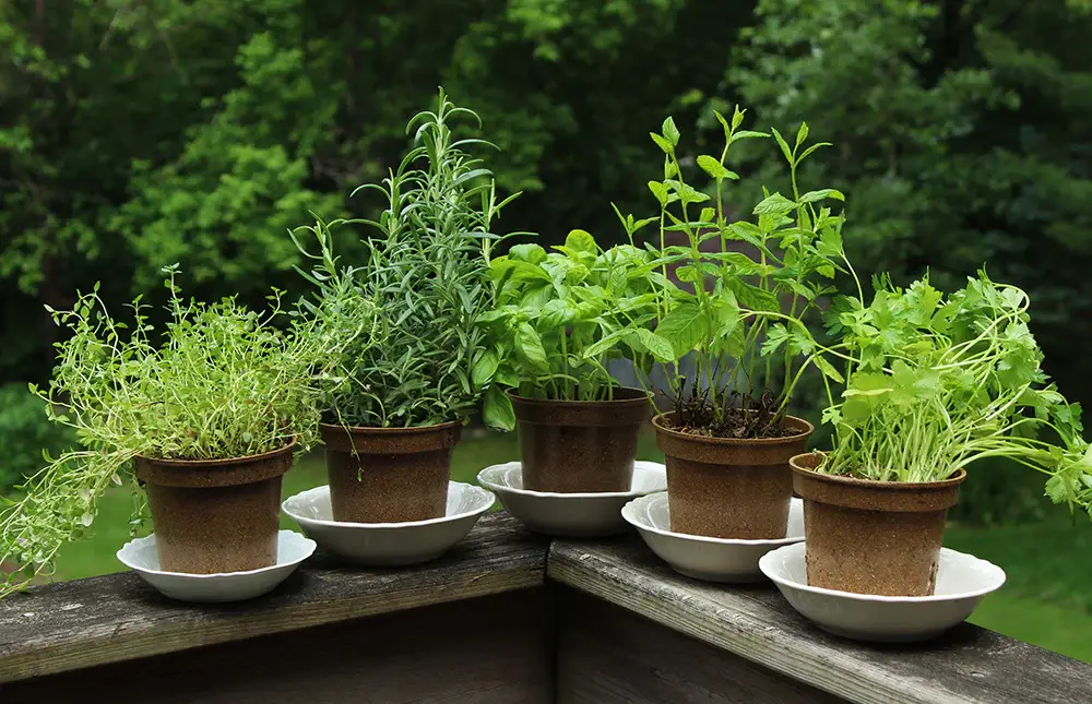 How to Start a Home Medicine Garden