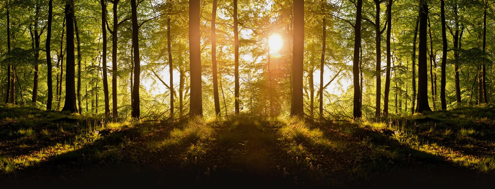 Harmonizing Your Health: The Synergy of Intuitive Health, Naturopathy, and Herbalism